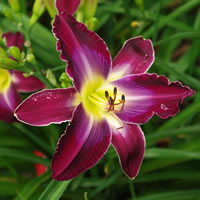 Hemerocallis Michael Bennet